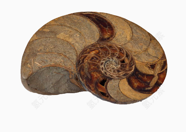 棕色的海螺化石