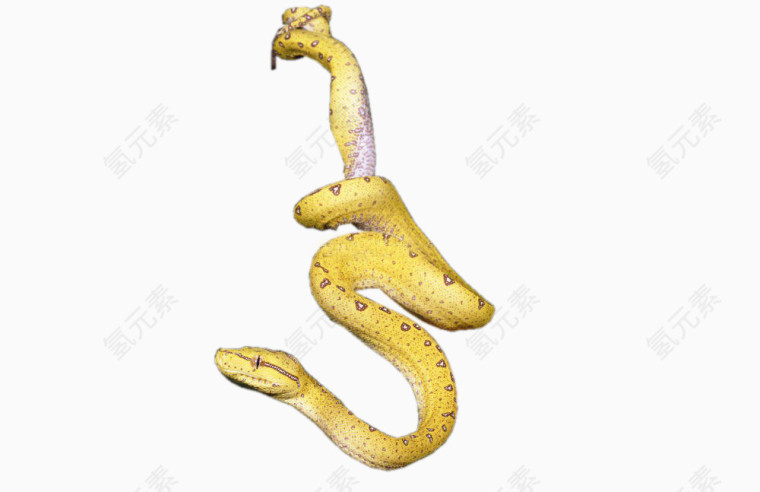 金色蛇