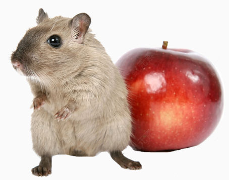 老鼠与苹果下载