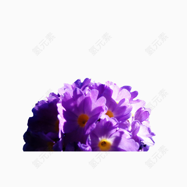 紫色鲜艳花束