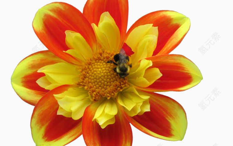 有蜜蜂正在采蜜的大丽花