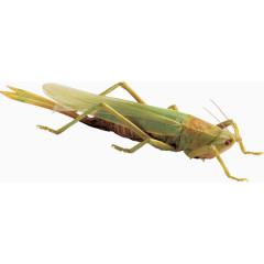 绿色昆虫蚂蚱