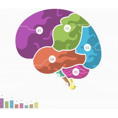 大脑彩色分类图表