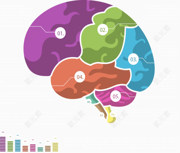 大脑彩色分类图表