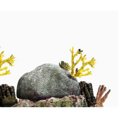 海底岩石珊瑚珊瑚虫