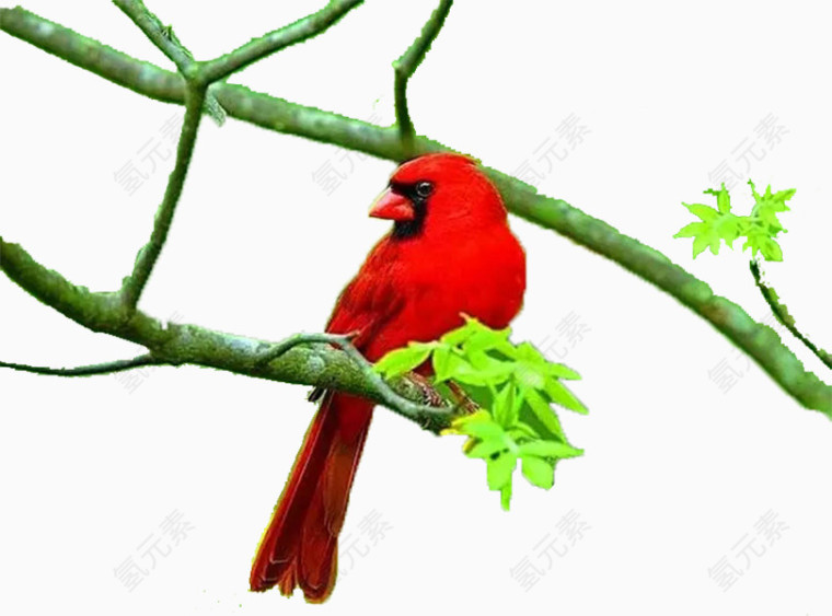 树枝上的红色小鸟