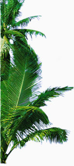 绿色的椰子树下载