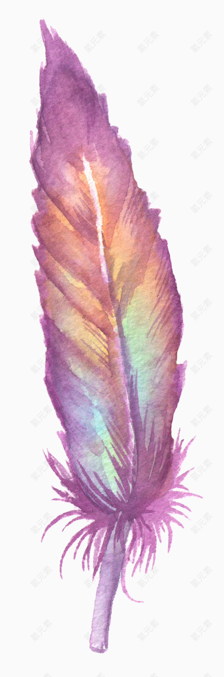 紫色发亮羽毛