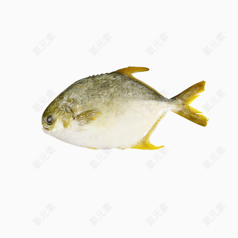 鱼 鲳鱼 黄鲳鱼