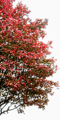 城市文明创建红色叶子大树下载