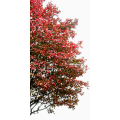 城市文明创建红色叶子大树