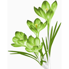 浅绿色植物