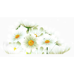 白色矢量雏菊