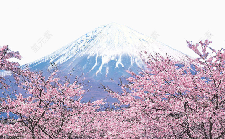 富士山和樱花