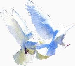 白色和平鸽成群高飞