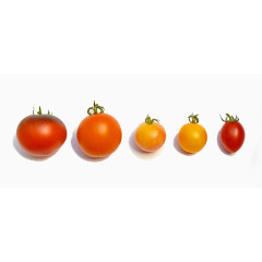 各种各样的番茄