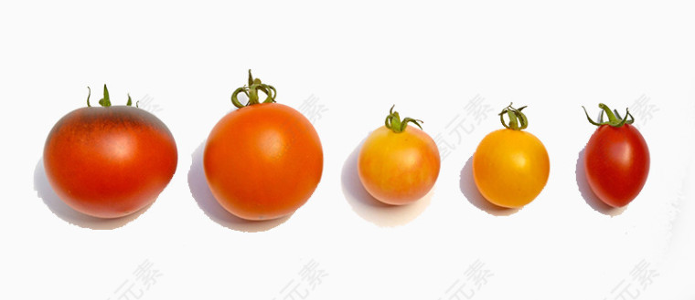 各种各样的番茄