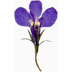 超唯美压花干花深紫色花朵