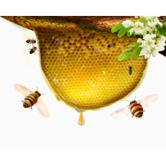 蜂蜜蜜蜂花朵