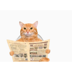上厕所看报纸的猫