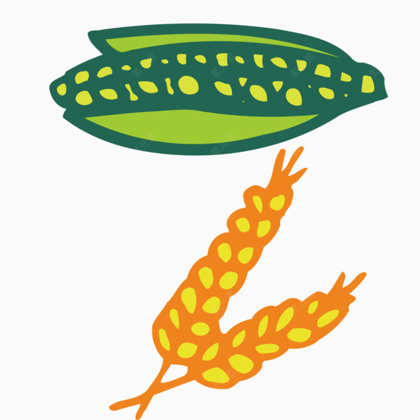 五谷杂粮玉米和小麦下载