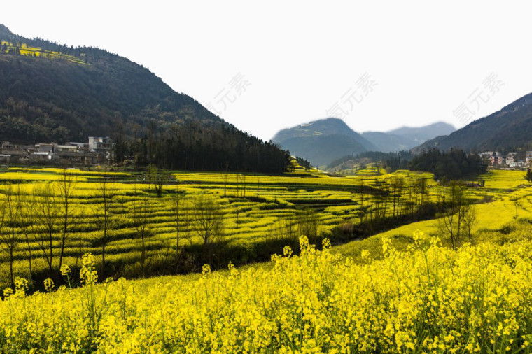 云南罗平油菜花风景