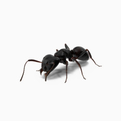 黑色蚂蚁