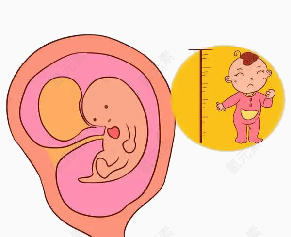 胎儿发育预测卡通