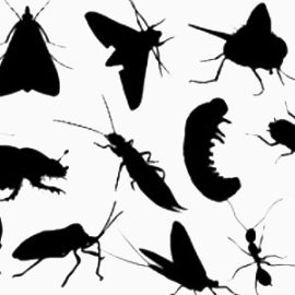 昆虫图集