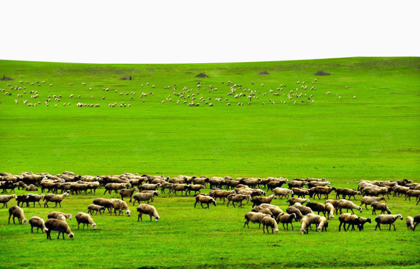 草原上的羊群下载