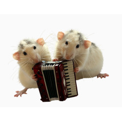 小老鼠弹奏手风琴