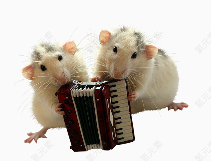 小老鼠弹奏手风琴