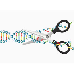 剪刀DNA分子
