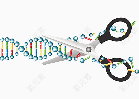 剪刀DNA分子
