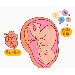 胎儿先天心脏病预测