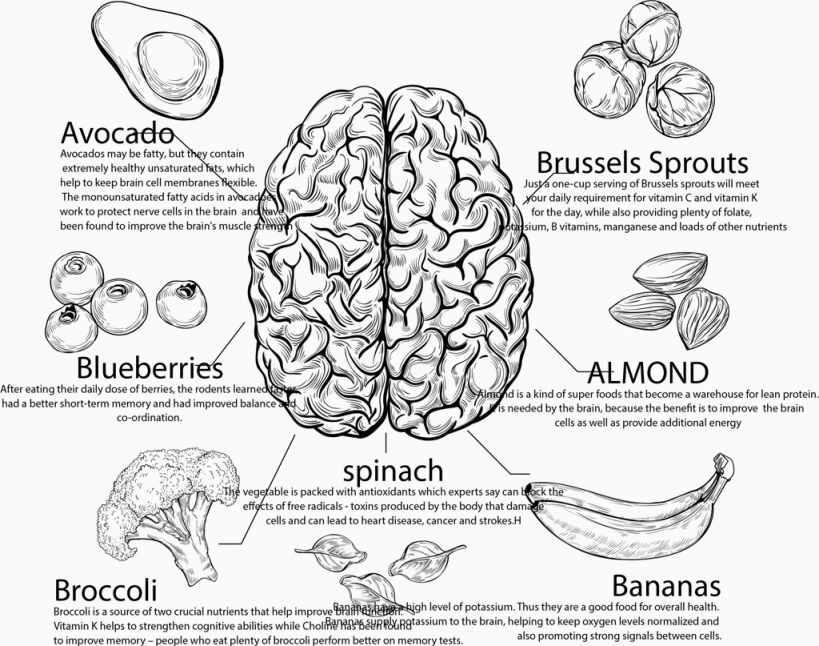 手绘营养大脑食物分类标签下载