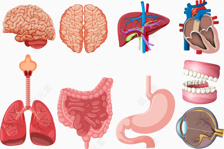 矢量内脏解剖