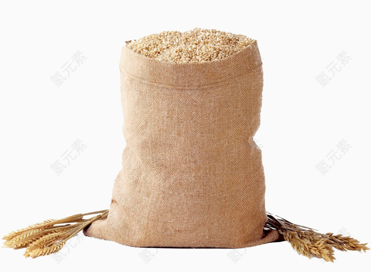 一代小麦