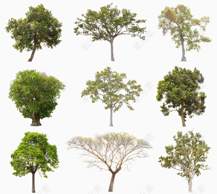 名贵树种树木素材