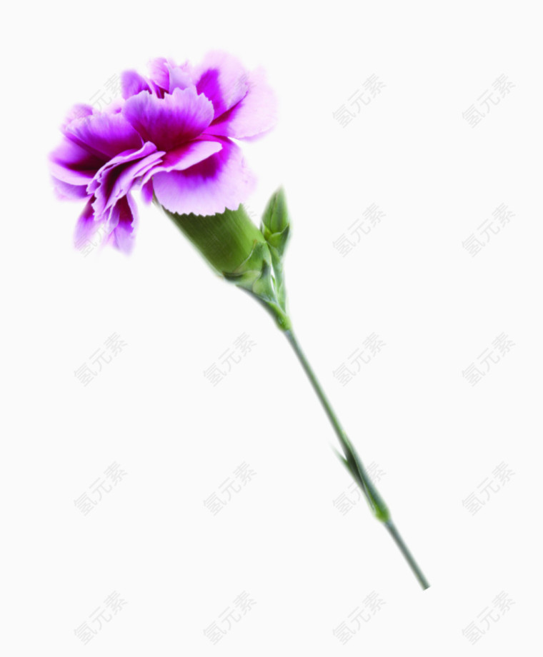 紫色康乃馨矢量素材