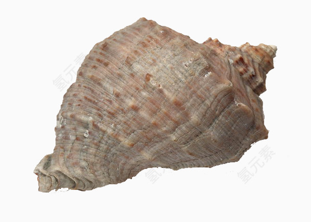凹凸的海螺化石