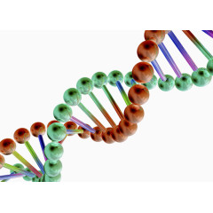 生物基因链