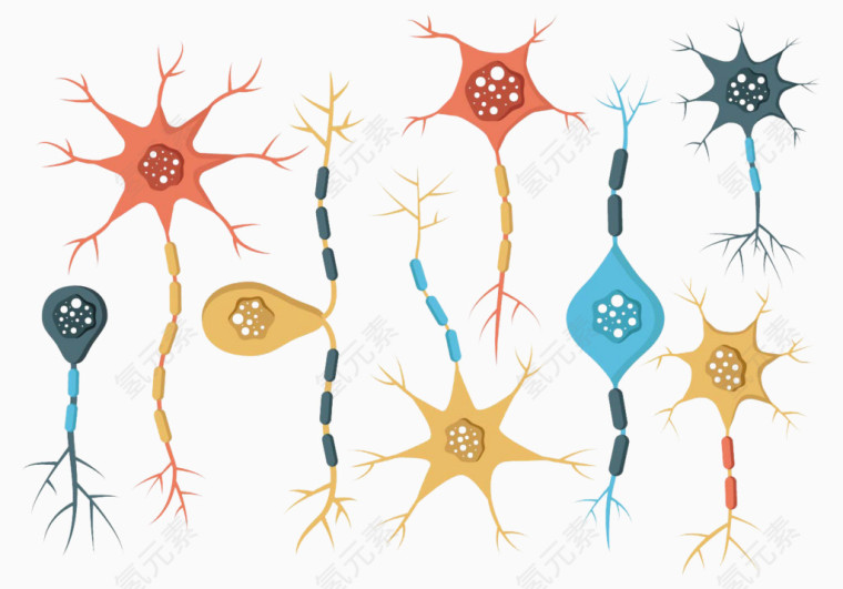 人的神经元