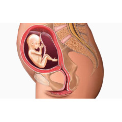 胎儿发育图