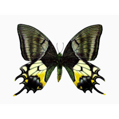 大金斑喙凤蝶
