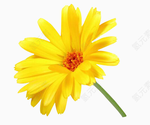 绽放唯美黄色花朵