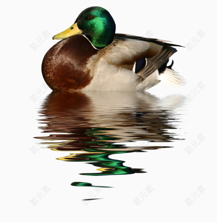 水彩鸭子图片