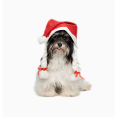 戴圣诞帽的小狗