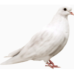 鸟类动物白色和平鸽