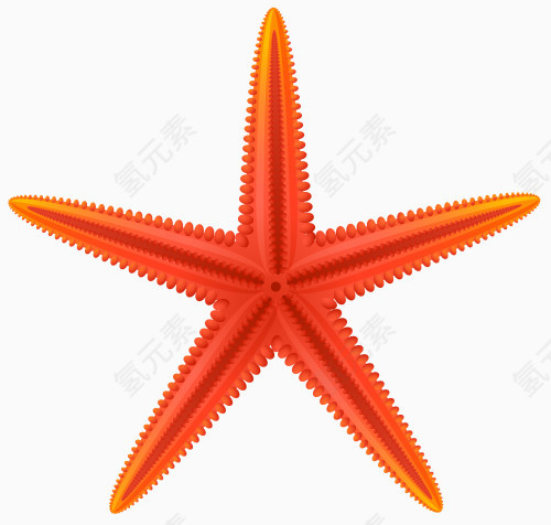 海洋海星免抠素材
